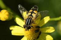 Helophilus trivittatus