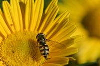 Eupeodes corollae