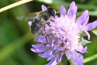 Eristalis tenax