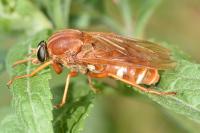 Coenomyia ferruginea