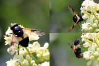 Volucella pellucens