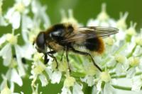 Cheilosia illustrata