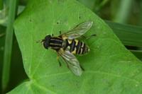Helophilus pendulus