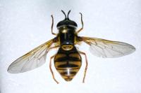 Chrysotoxum cautum