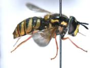Chrysotoxum cautum
