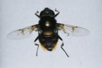 Eristalis intricaria