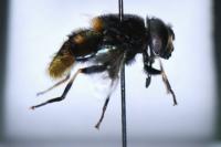 Eristalis intricaria