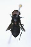 Chrysogaster solstitialis