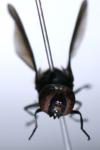 Chrysogaster solstitialis