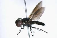 Chrysogaster solstitialis