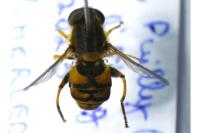 Parhelophilus versicolor