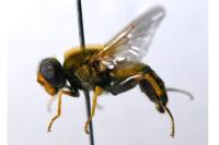Parhelophilus versicolor