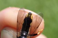 Xylota sylvarum