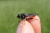 Xylota sylvarum