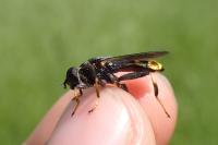 Xylota sylvarum