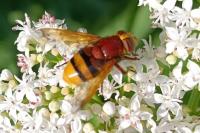 Volucella zonaria