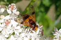 Volucella inflata