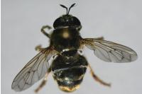 Microdon devius
