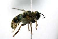 Microdon devius