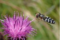 Scaeva pyrastri
