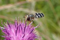 Scaeva pyrastri