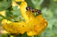 Syritta pipiens