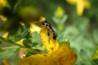 Syritta pipiens
