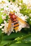 Volucella zonaria