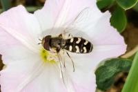 Scaeva pyrastri