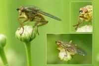 Scathophaga stercoraria