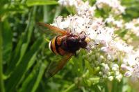 Volucella zonaria