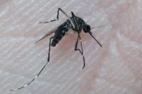 Stegomyia albopicta