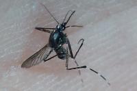 Stegomyia albopicta