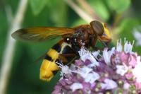 Volucella zonaria