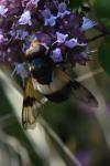 Volucella pellucens