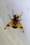Volucella inflata