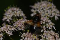 Volucella pellucens