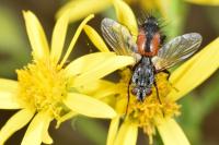 Eriothrix rufomaculata