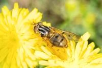Ferdinandea cuprea