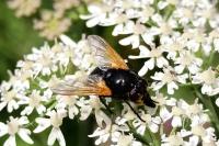Mesembrina meridiana