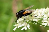 Mesembrina meridiana