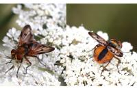 Ectophasia crassipennis