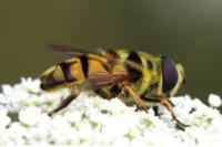 Myathropa florea