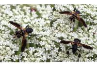 Trichopoda pictipennis