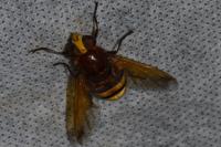 Volucella zonaria