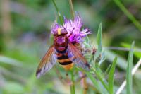 Volucella zonaria