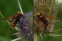 Volucella zonaria
