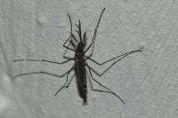 Ochlerotatus japonicus