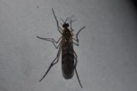Sylvicola