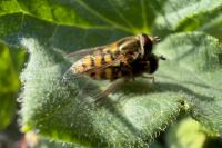 Eupeodes corollae